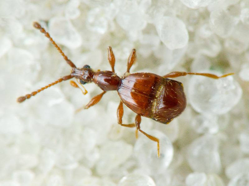 Pselaphus heisei Herbst, 1792